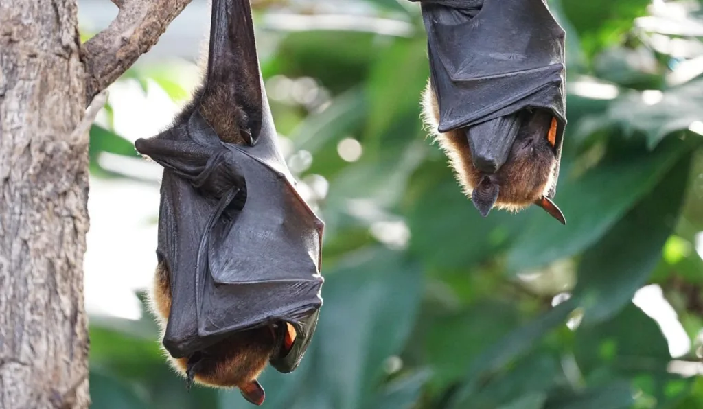 Novo coronavírus é encontrado em morcegos no Brasil; veja o que se sabe