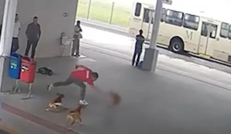 Cachorro fugiu após sofrer o ataque (Foto: reprodução / RICtv)