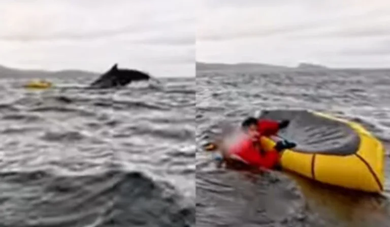 "Sensação de uma onda muito forte" afirma jovem engolido por baleia