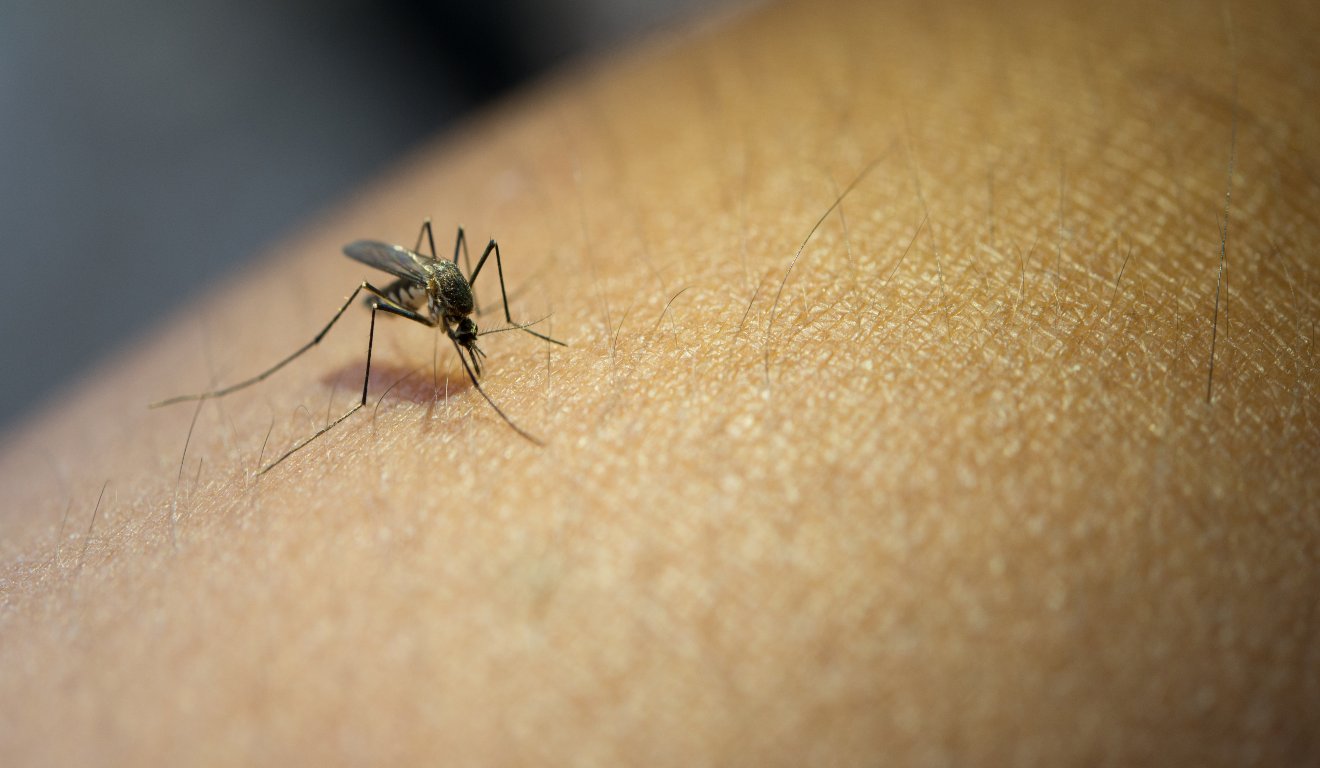 Mosquito Aedes Egypti em pele humana