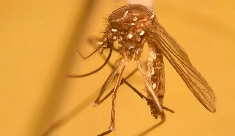 A imagem contém um mosquito transmissor da dengue, o Aedes aegypti.