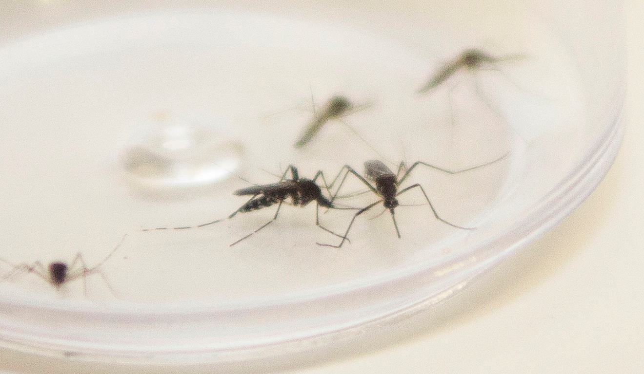 Mosquito Edes Aegypti em analise laboratorial