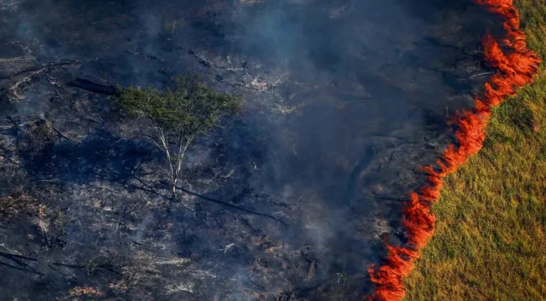 Incêndios florestais devastando a Amazônia, com árvores queimadas e áreas de desmatamento visíveis, representando os impactos das queimadas no meio ambiente.