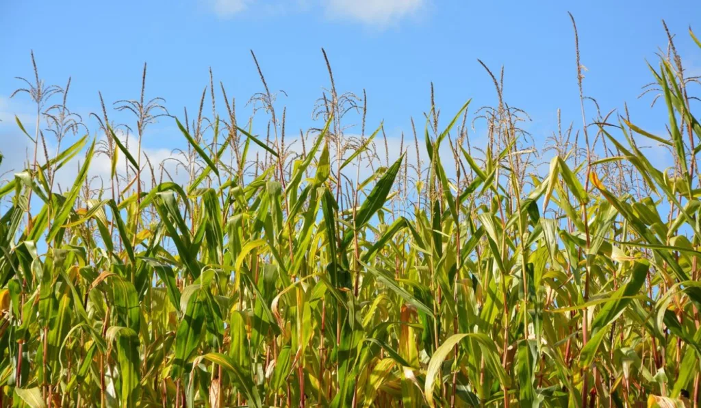Plantação de milho, commoditie impactada pelo Plano Safra