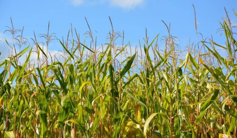 Plantação de milho, commoditie impactada pelo Plano Safra