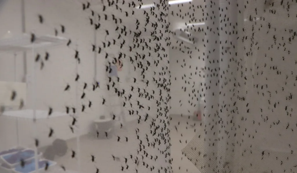 A imagem mostra vários mosquitos.