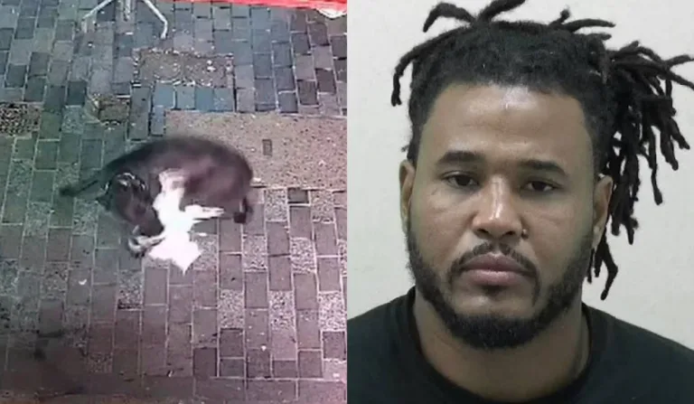 dono de cachorro suspeito de atacar gatos