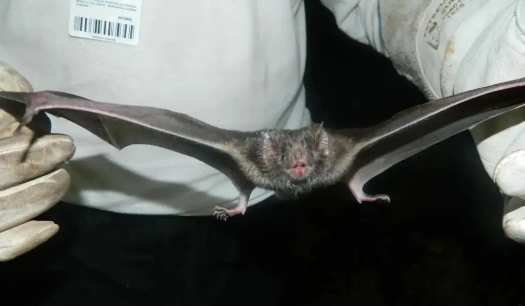 Novo coronavírus: cientistas identificam outra tipagem que pode infectar humanos