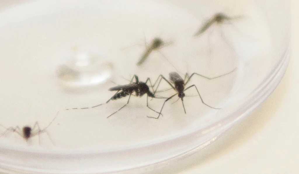 A imagem contém 5 mosquitos Aedes aegypti.