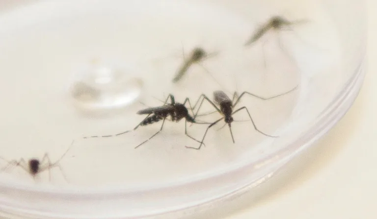 A imagem contém 5 mosquitos Aedes aegypti.