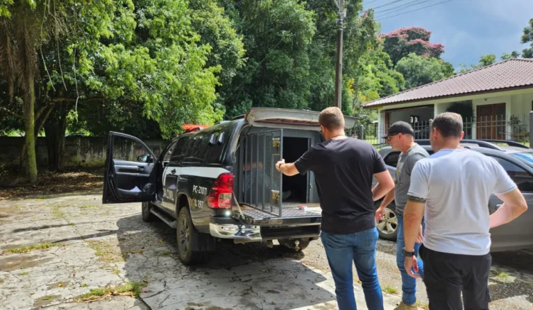 Um homem foi preso em flagrante após ser denunciado por abuso sexual contra a própria sobrinha, de 8 anos, em Castro, nos Campos Gerais do Paraná.