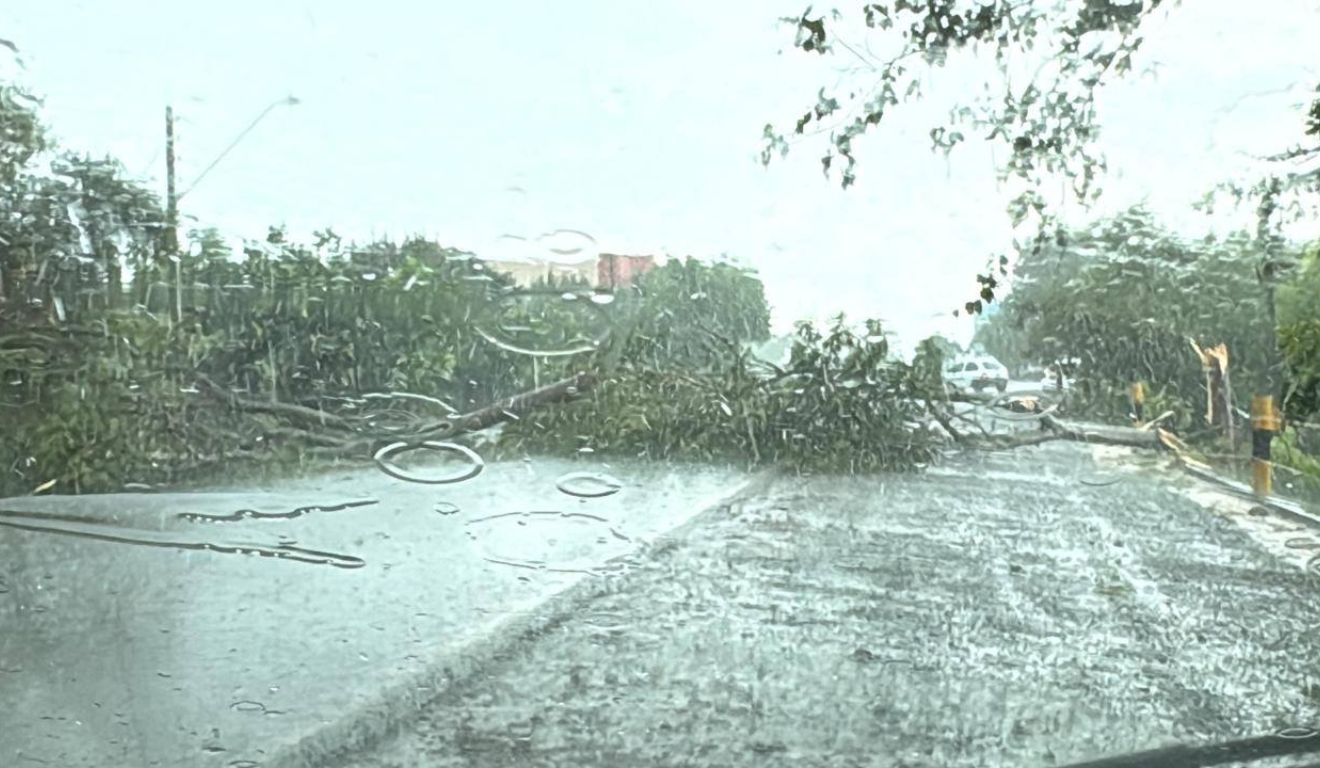Temporal com chuva intensa causa queda de árvores e destruição no PR; assista
