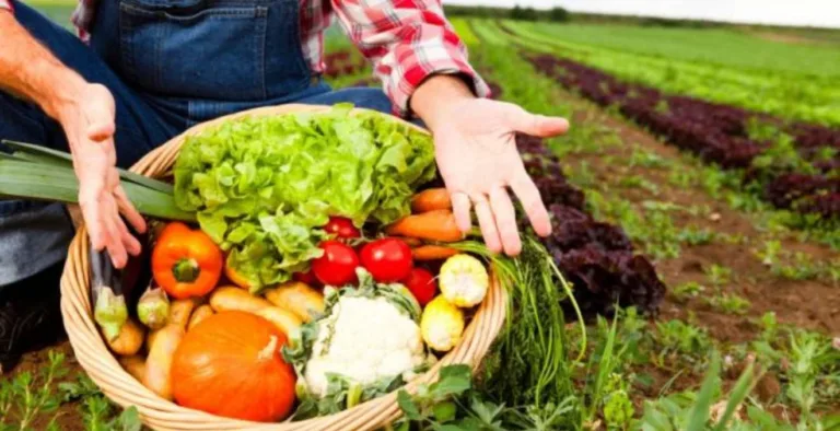 Alimentação sustentável: como reduzir o impacto ambiental com escolhas conscientes