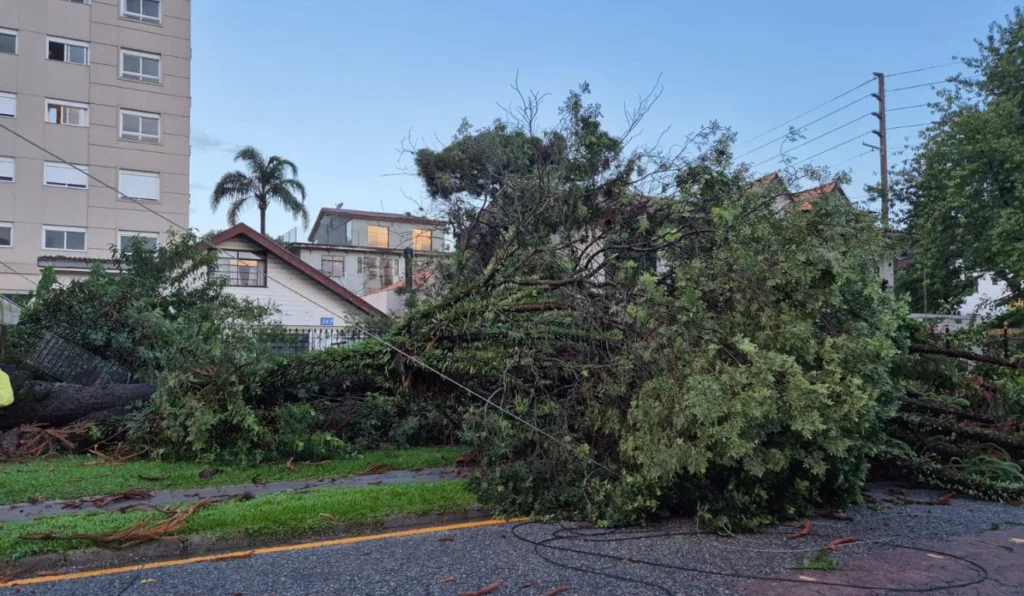 Curitiba registra 43 casos de queda de árvore durante forte chuva; veja fotos