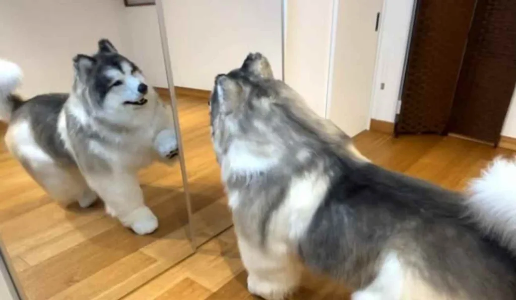 Fetiche animal: ‘homem cão’ oferece zoo com fantasias para adeptos