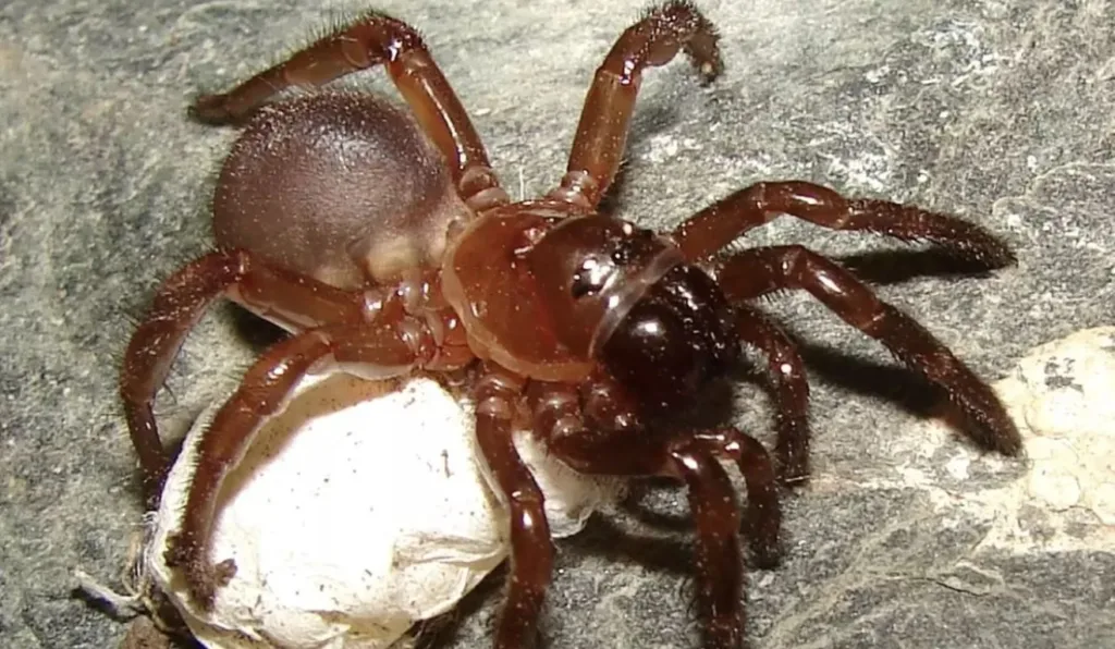 nova espécie de aranha descoberta no Chile