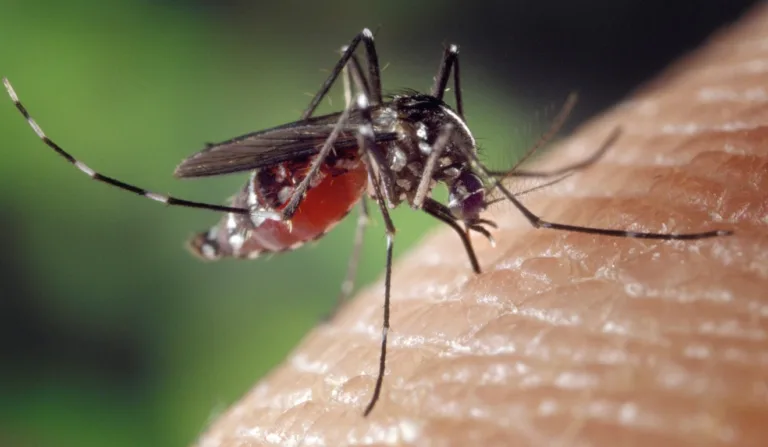 mosquito Aedes aegypti