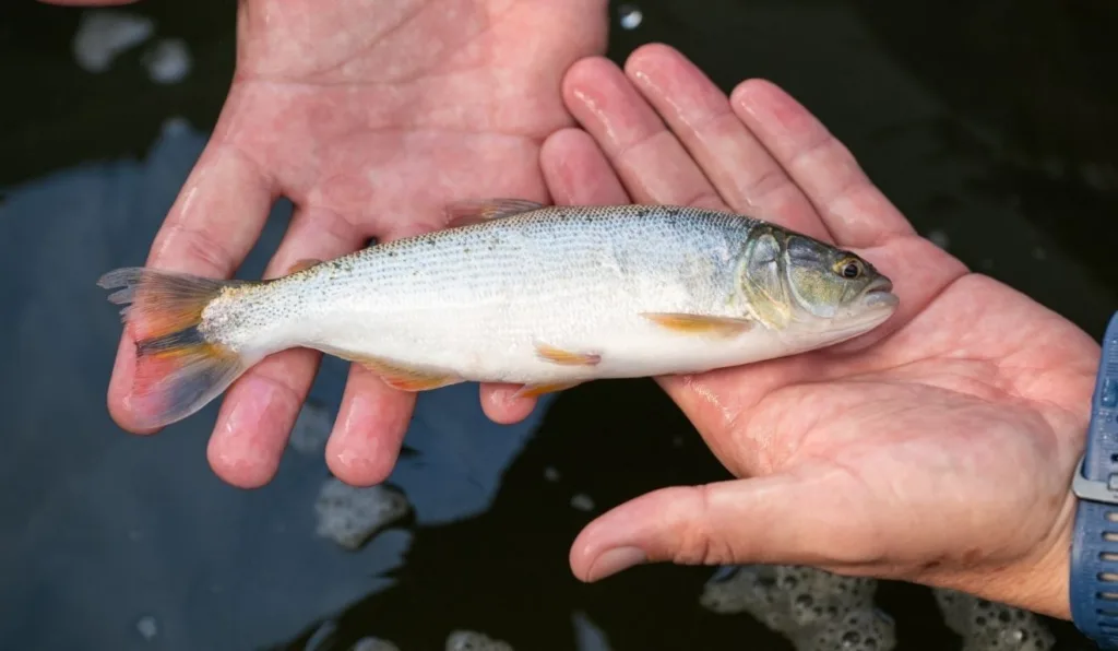 peixe dourado em itaipu