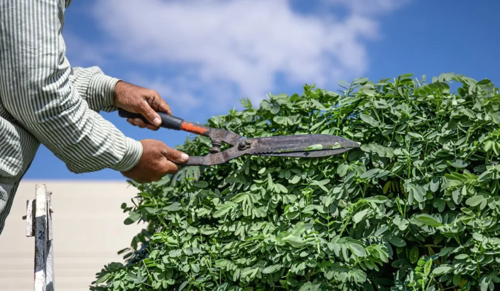 Homem podando cerca viva