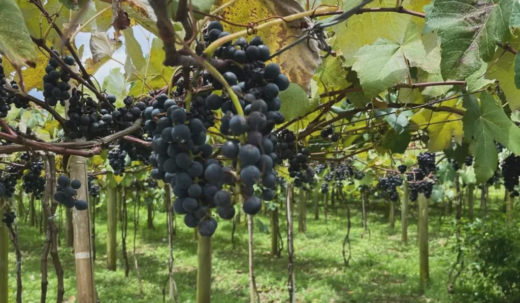 Imagem da plantação de uvas da família.