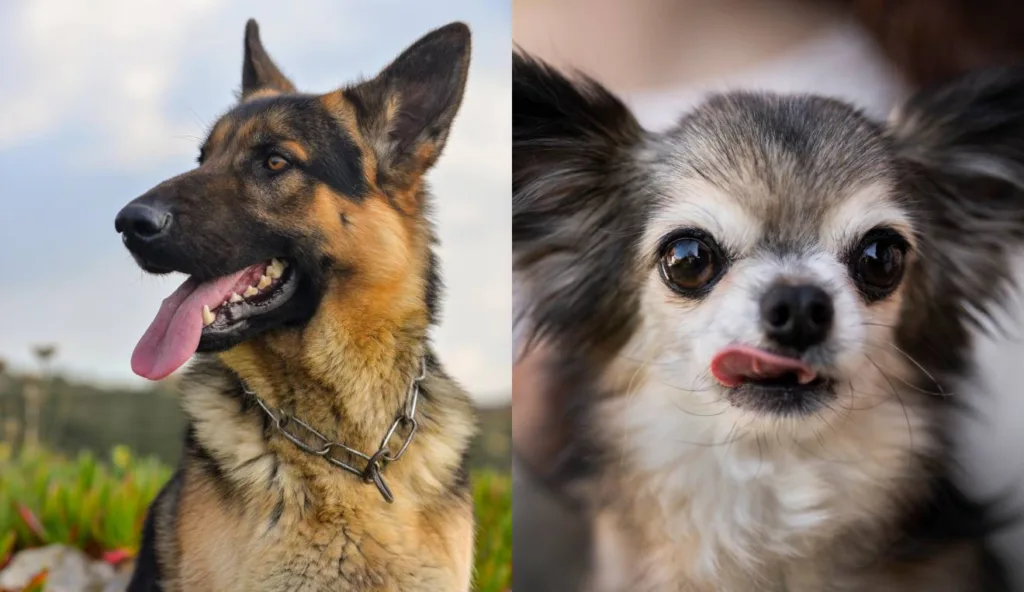 Pastor alemão e Chihuahua.