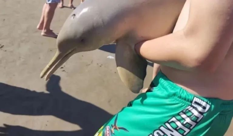 Golfinho carregado por turista na praia