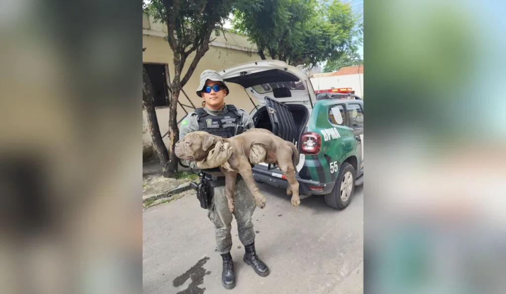 Cachorro é resgatado em estado grave após ficar vários dias sem água e comida