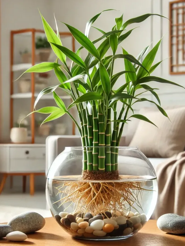 Bambu da sorte e o significado da quantidade de hastes da planta no Feng Shui