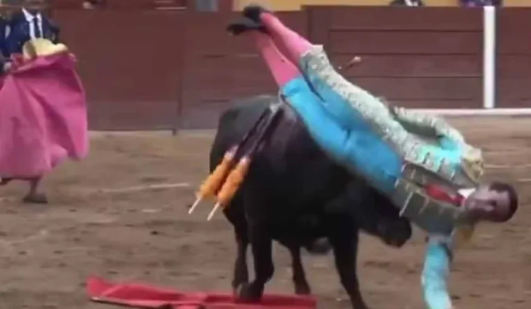 Toureiro ataca por touro preso a chife pelas nádegas