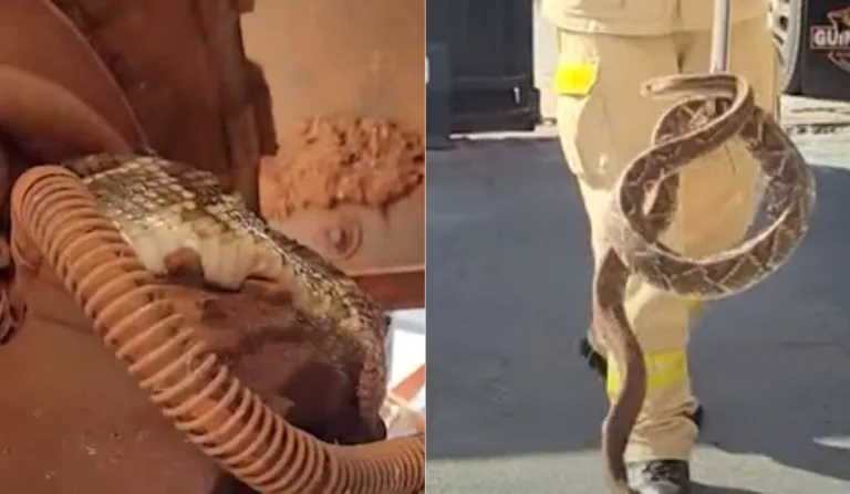 Mecânico encontra cobra venenosa em carro antes de manutenção