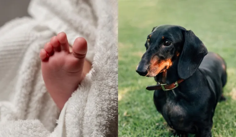 pé de bebê e cachorro salsicha