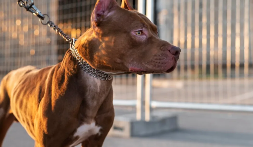 Imagem ilustrativa de um pit bull.