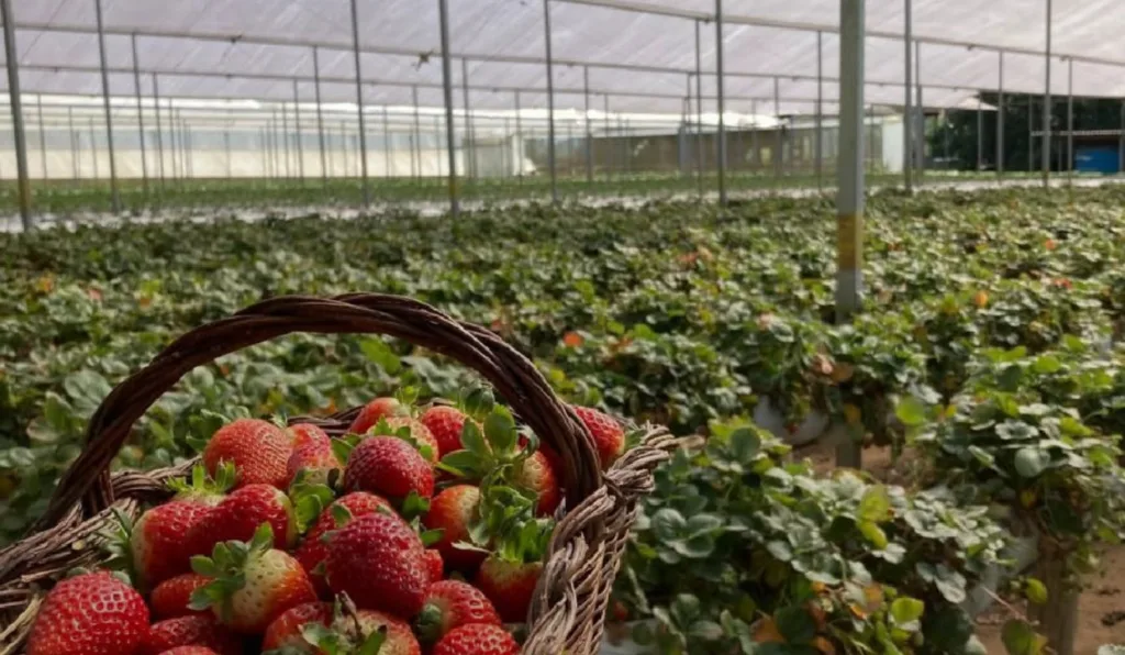 Imagem do Colha e Pague Só Morangos
