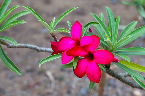 Rosa do deserto 6 segredos dessa planta exótica e resistente