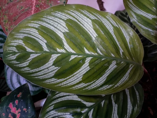 3 dicas para evitar manchas marrons nas folhas da calatéia