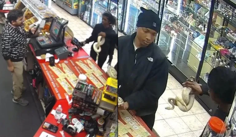 Câmera mostra assalto com cobras no lugar das armas