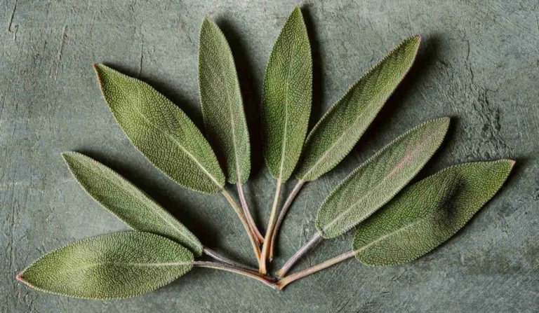 Folhas da planta Sálvia em cima da mesa.