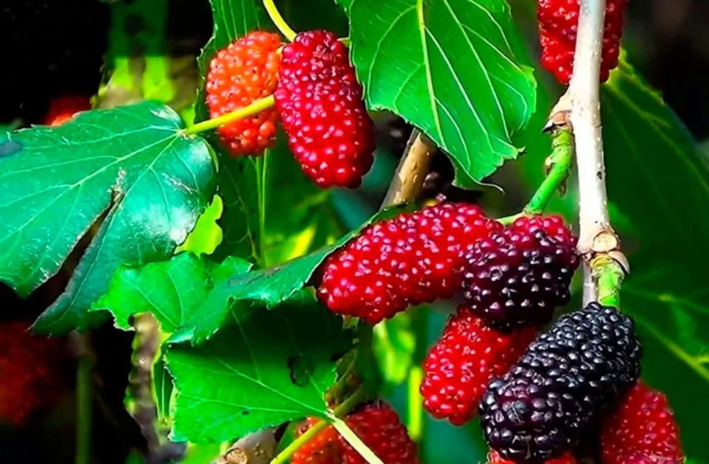 As amoreiras são árvores frutíferas de folha caduca de médio porte, cujos frutos são utilizados para alimentação humana