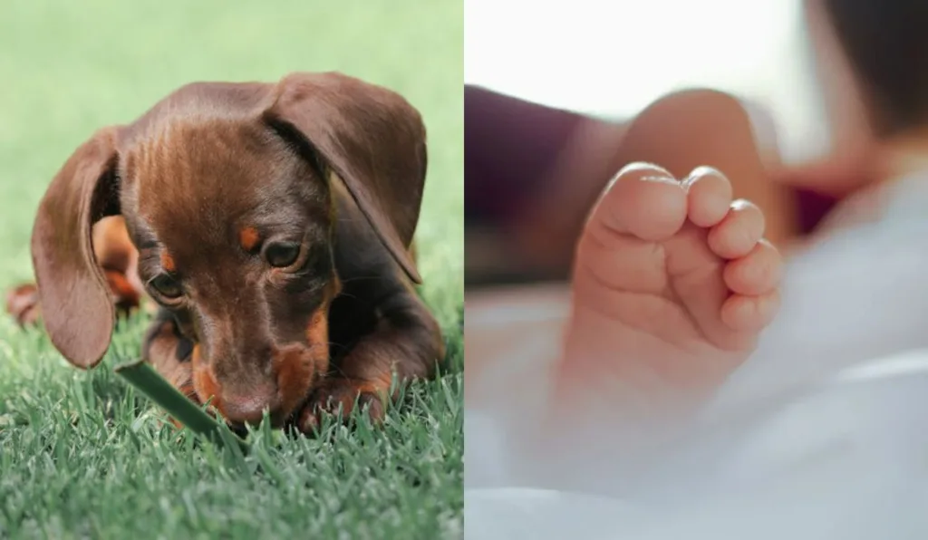pé de bebê e cachorro salsicha