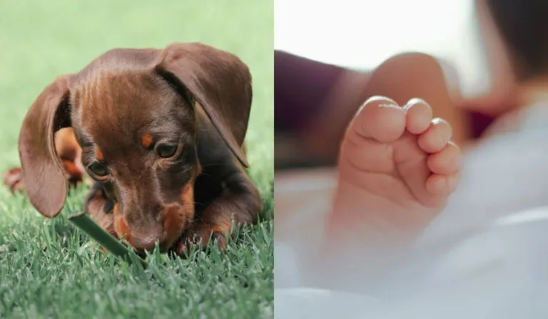 pé de bebê e cachorro salsicha
