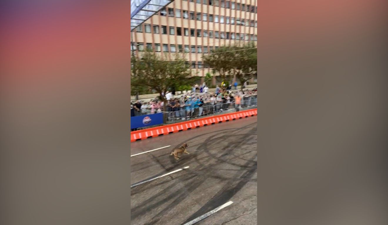 Cachorro invade pista da Red Bull Showrun em Curitiba