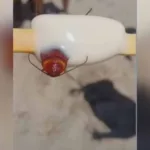 Barata dentro de picolé