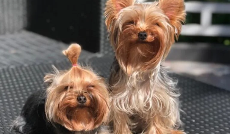 cachorros morrem atirados de oitavo andar de prédio
