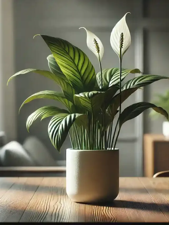 10 cuidados com o lírio da paz um guia completo para iniciantes