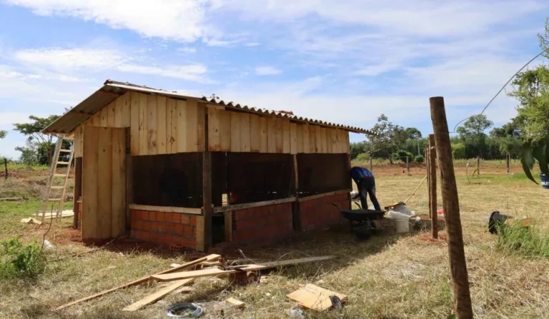 galinheiro comunitario