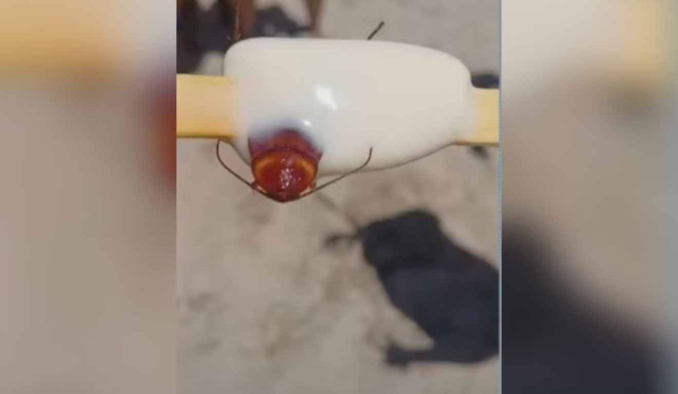 Barata dentro de picolé