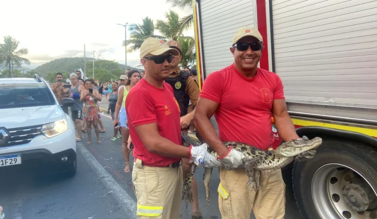 Corpo de Bombeiros fazem resgate de jacaré no Litoral do Paraná