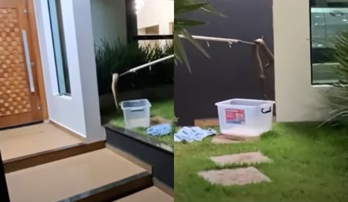 Cascavel foi resgatada e solta em uma área de mata, distante da região urbana