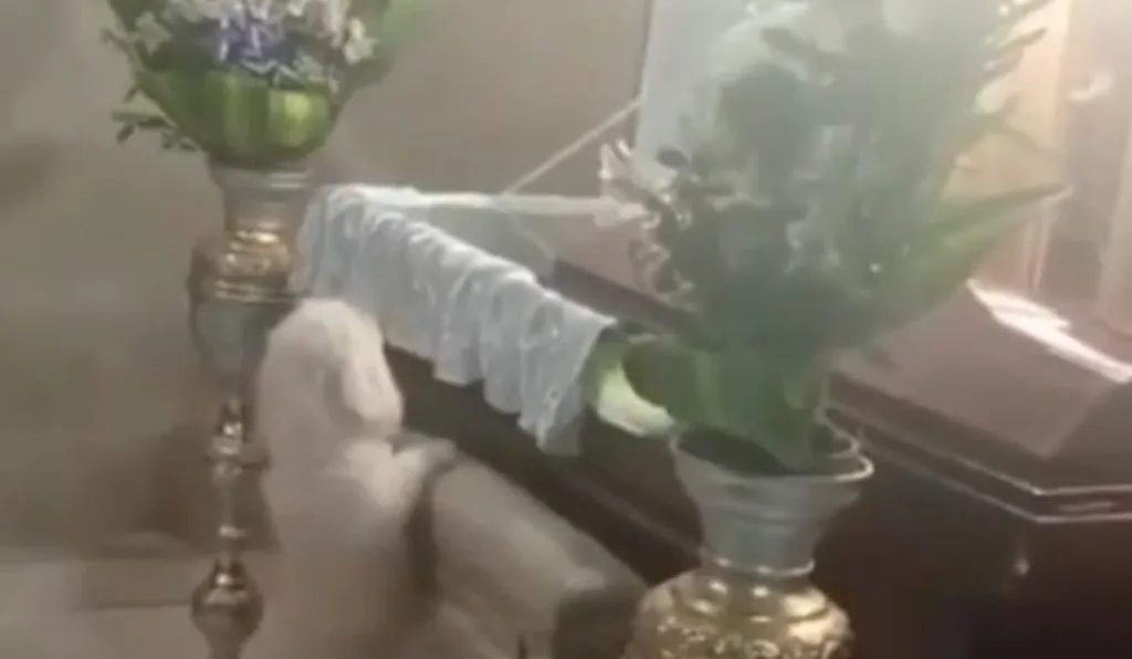 Cão na frente do caixão do dono