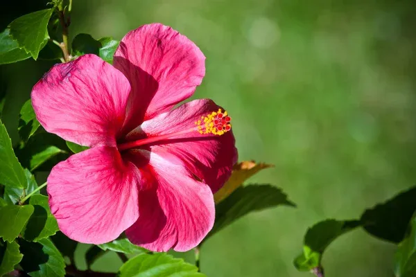 3 dicas para cuidar do hibisco e evitar folhas fracas